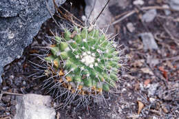 صورة Mammillaria compressa subsp. centralifera (Repp.) D. R. Hunt