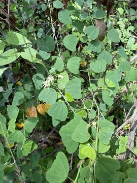 Image of Passiflora pavonis Mast.