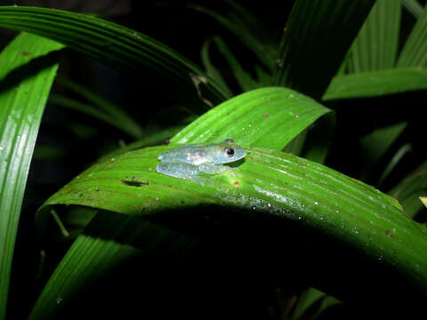 Image of Mache glass frog