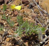 Image of Aspalathus bracteata Thunb.