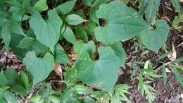 صورة Dioscorea bako Wilkin