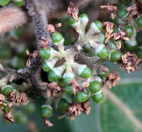 Image of Callicarpa tomentosa (L.) L.