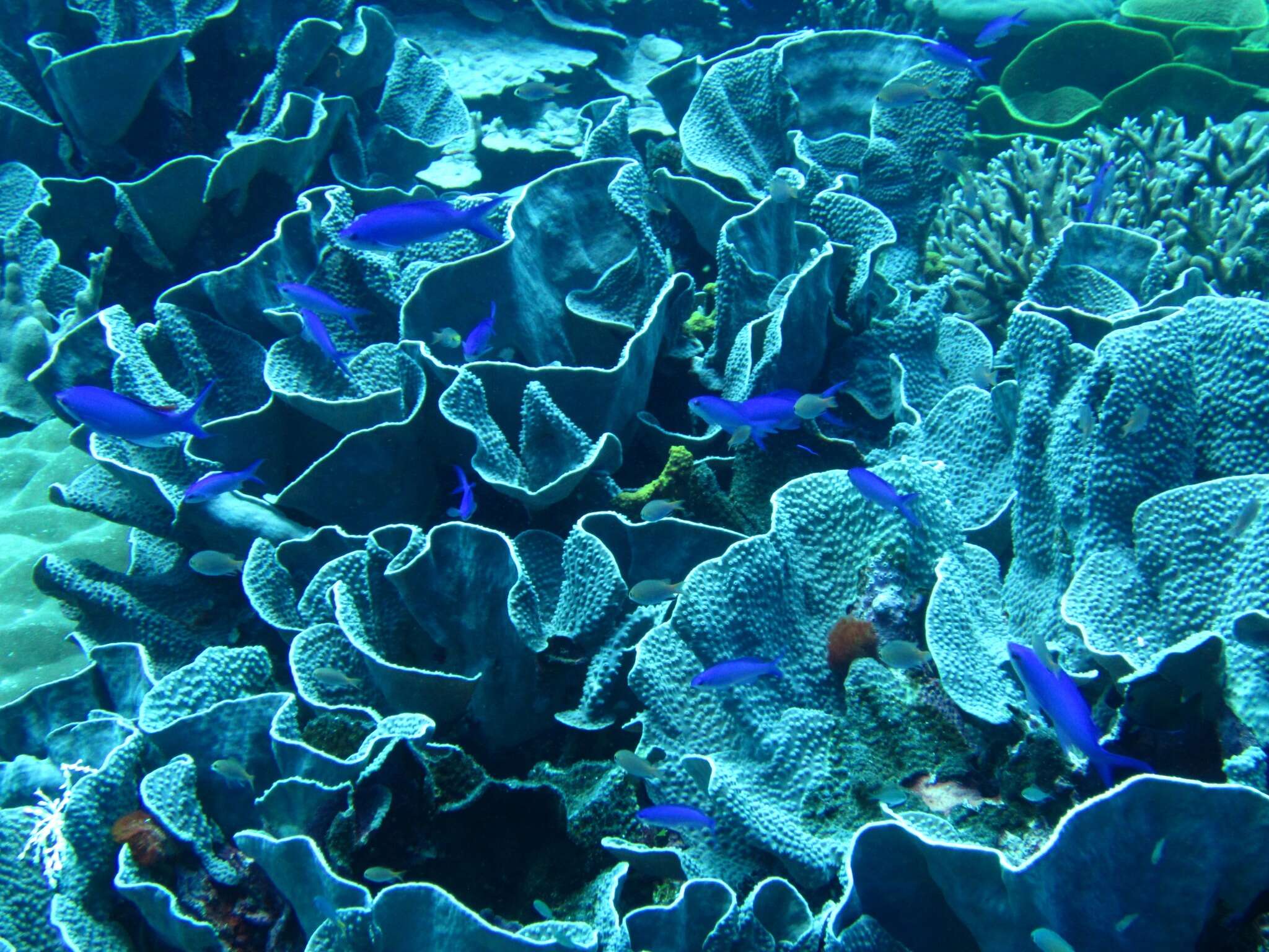 Image of Pagoda coral