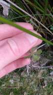 Image of Hydrocotyle muscosa R. Br. ex A. Rich.