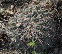 Image of Horse Crippler Cactus