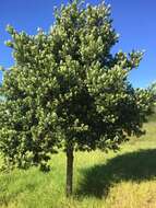 Image of Broad-leaved Yellowwood