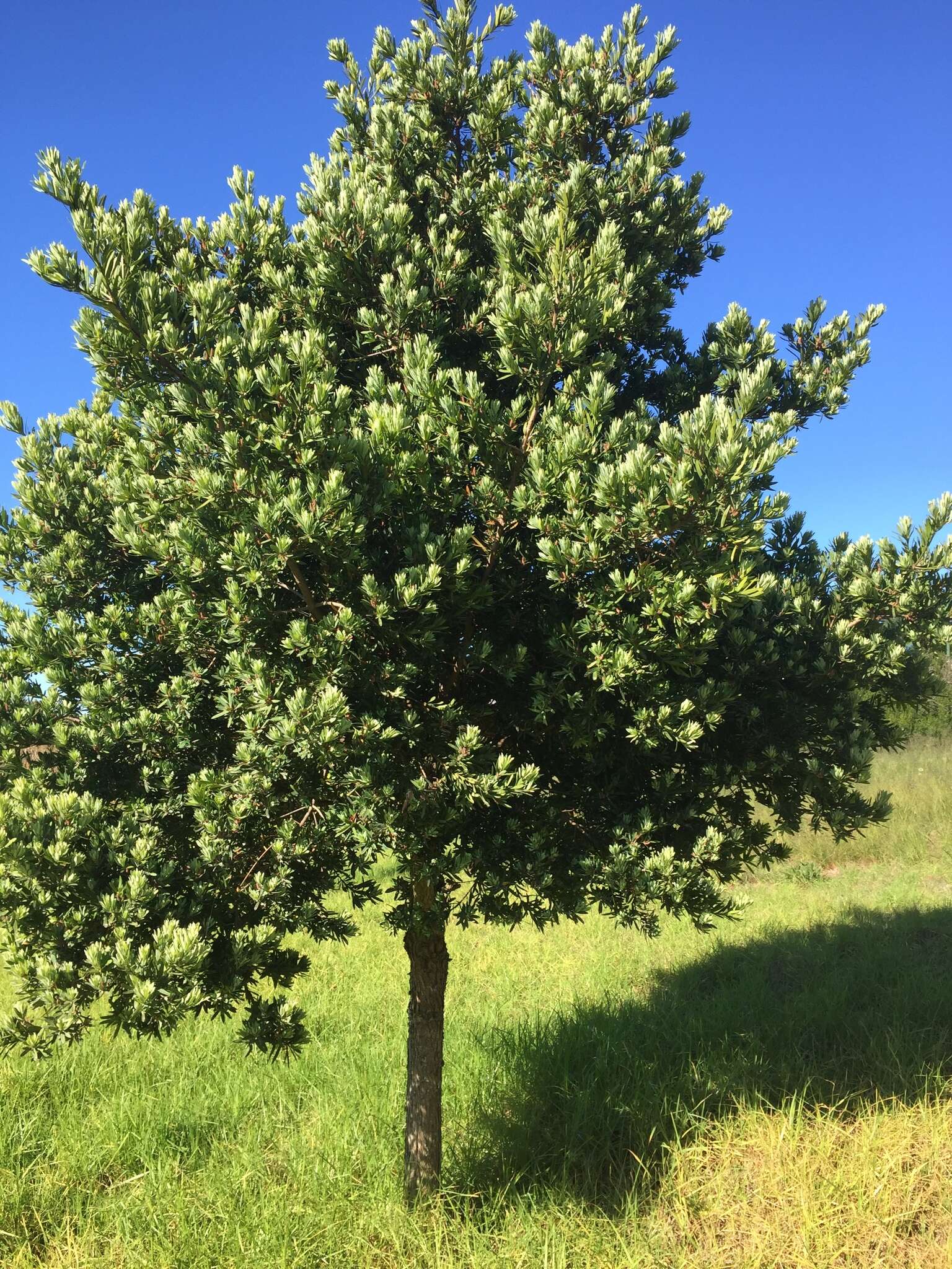 Image of Broad-leaved Yellowwood