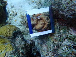 Image of Mustard Hill Coral