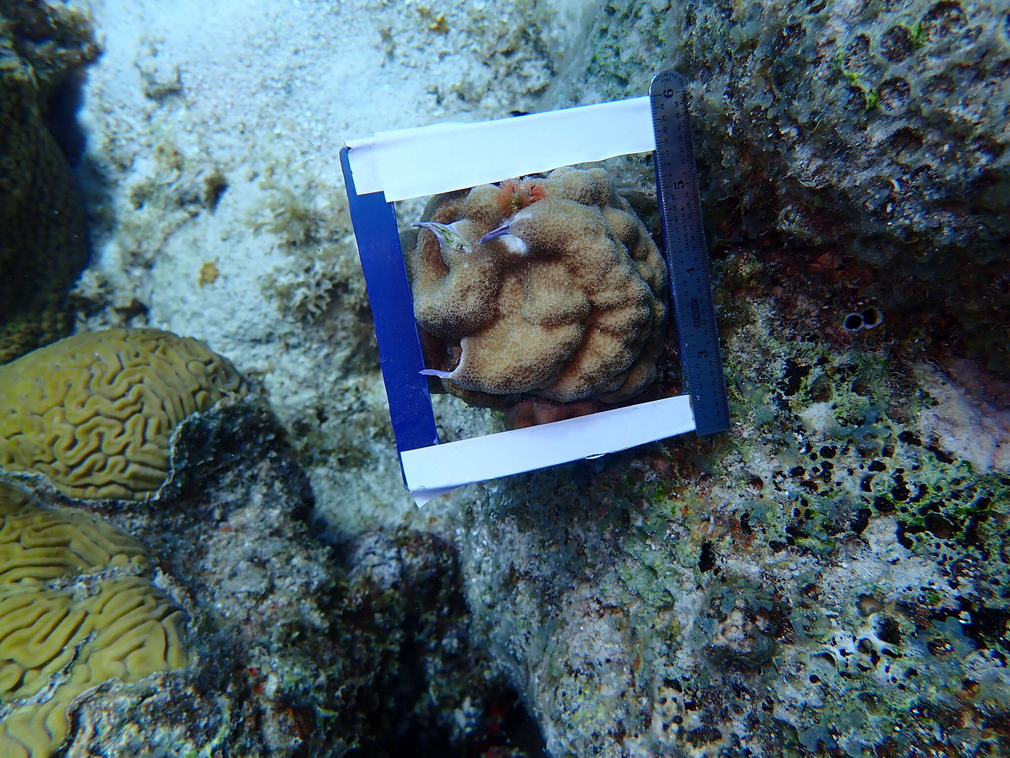 Image of Mustard Hill Coral