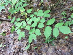 Image of American spikenard