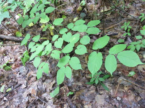 Image of American spikenard