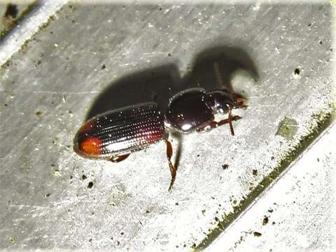 Image de Clivina (Paraclivina) bipustulata (Fabricius 1798)