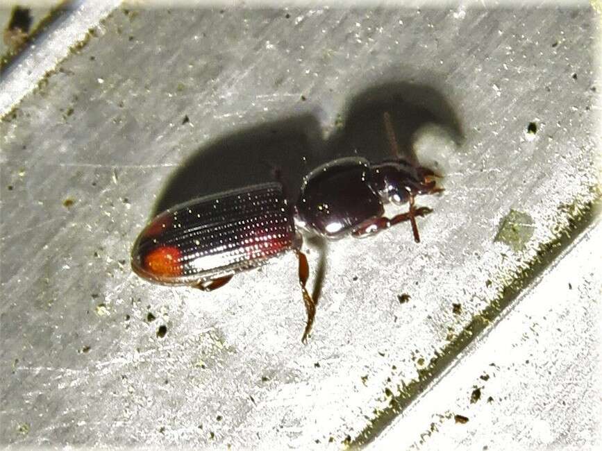 صورة Clivina (Paraclivina) bipustulata (Fabricius 1798)