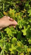 Image of hairy lady's mantle