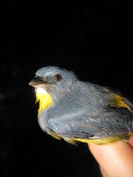 Image of Yellow-rumped Flowerpecker