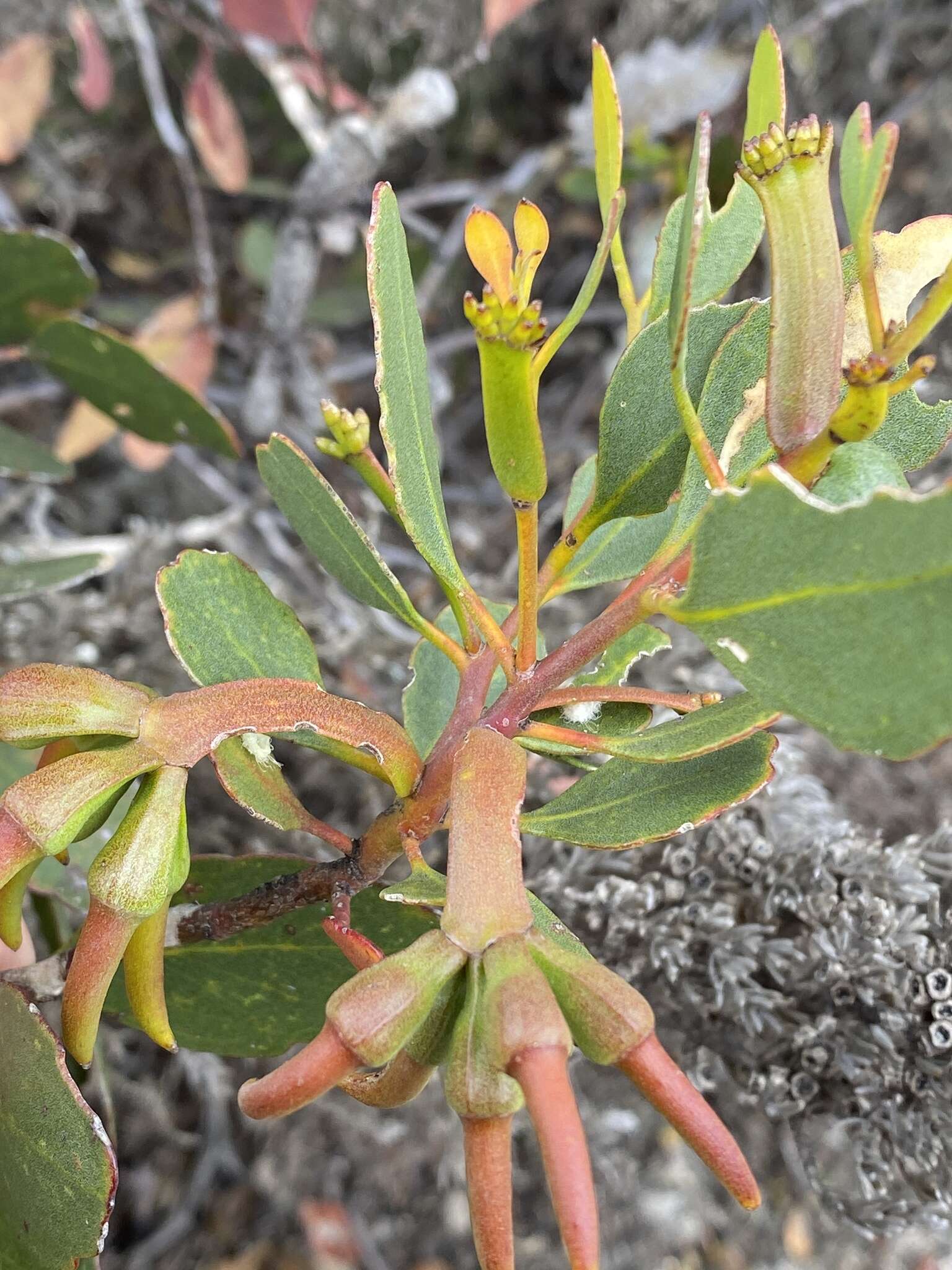 Image of Eucalyptus platypus Hook.