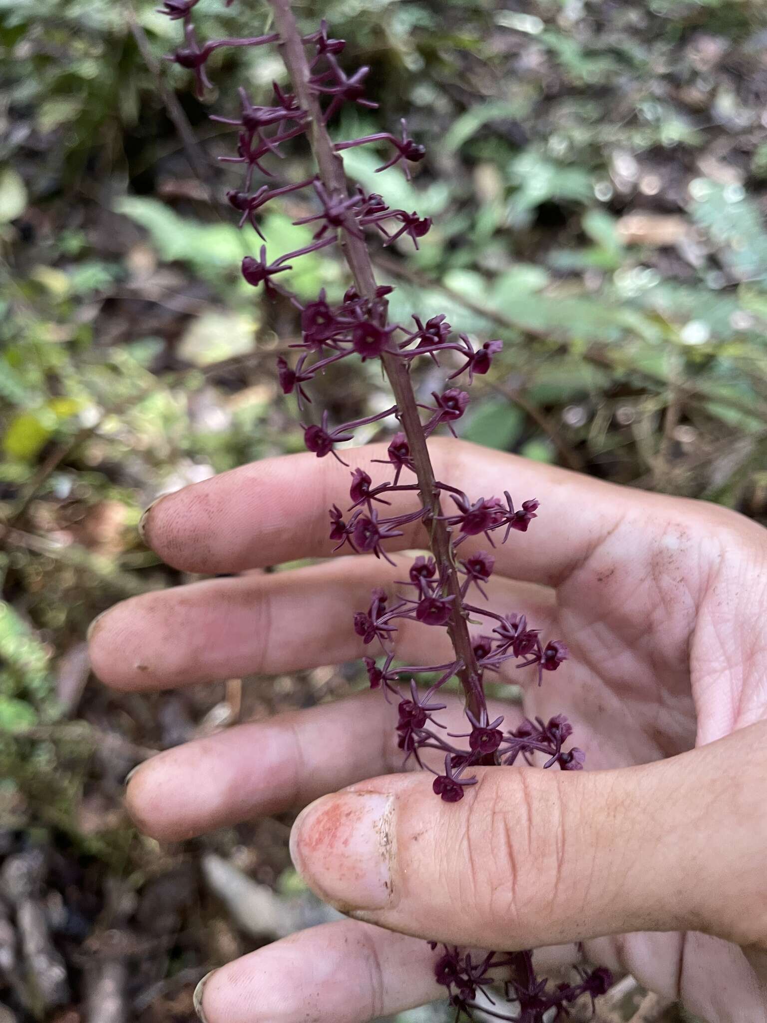 Image of Crepidium atrosanguineum (Ames) Marg. & Szlach.