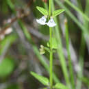 Image of Scutellaria dependens Maxim.