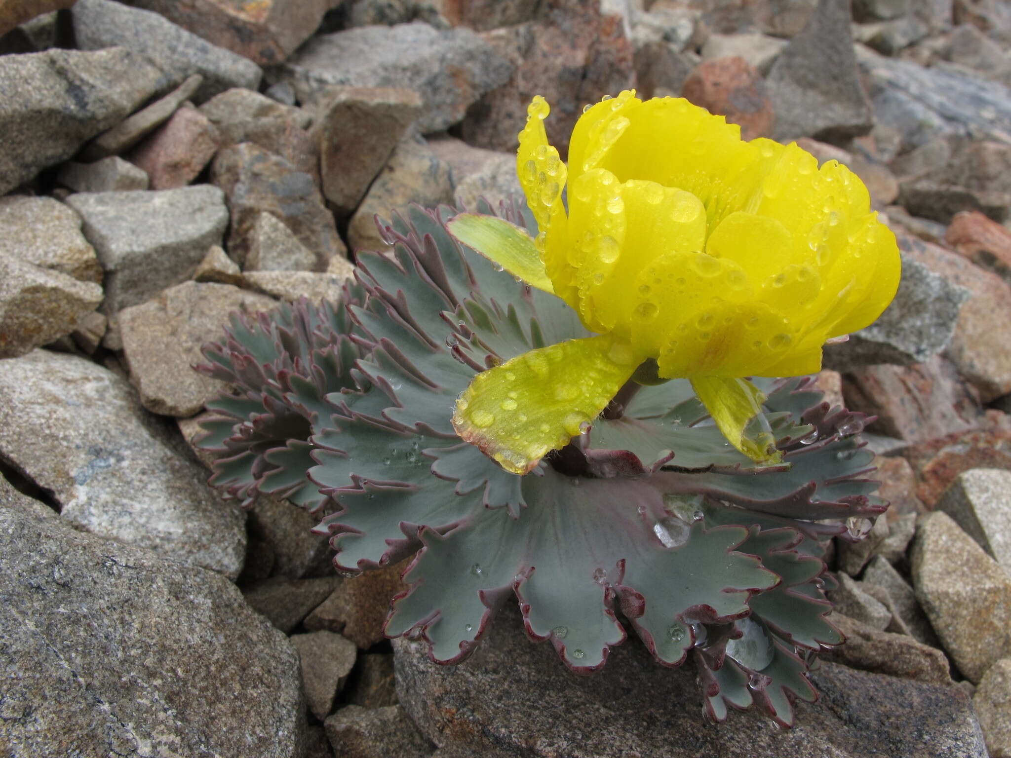 Image de Ranunculus acraeus Heenan & P. J. Lockh.