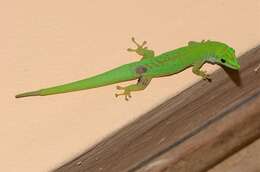 Imagem de Phelsuma astriata semicarinata Cheke 1982