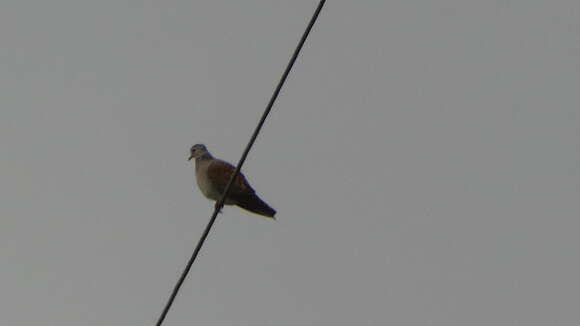 Sivun Streptopelia turtur turtur (Linnaeus 1758) kuva