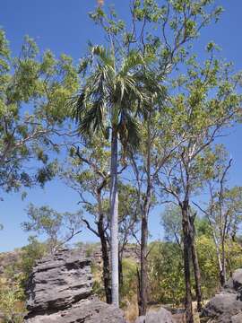 Image of Hydriastele ramsayi (Becc.) W. J. Baker & Loo