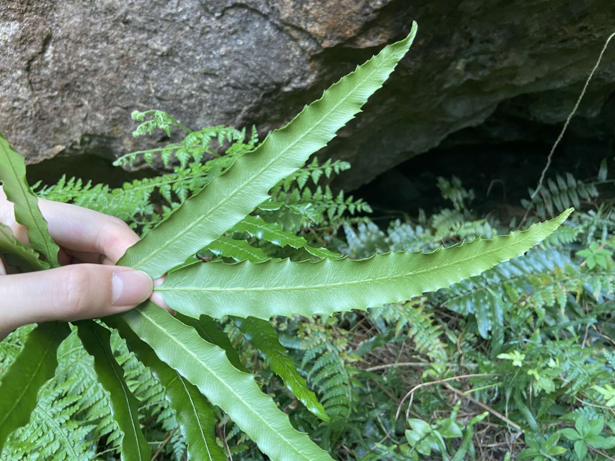 Sivun Plenasium banksiifolium (C. Presl) C. Presl kuva