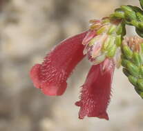 Image of Erica strigilifolia var. strigilifolia