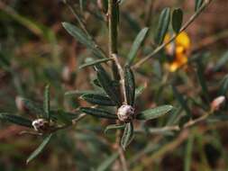 Слика од Pultenaea myrtoides Benth.