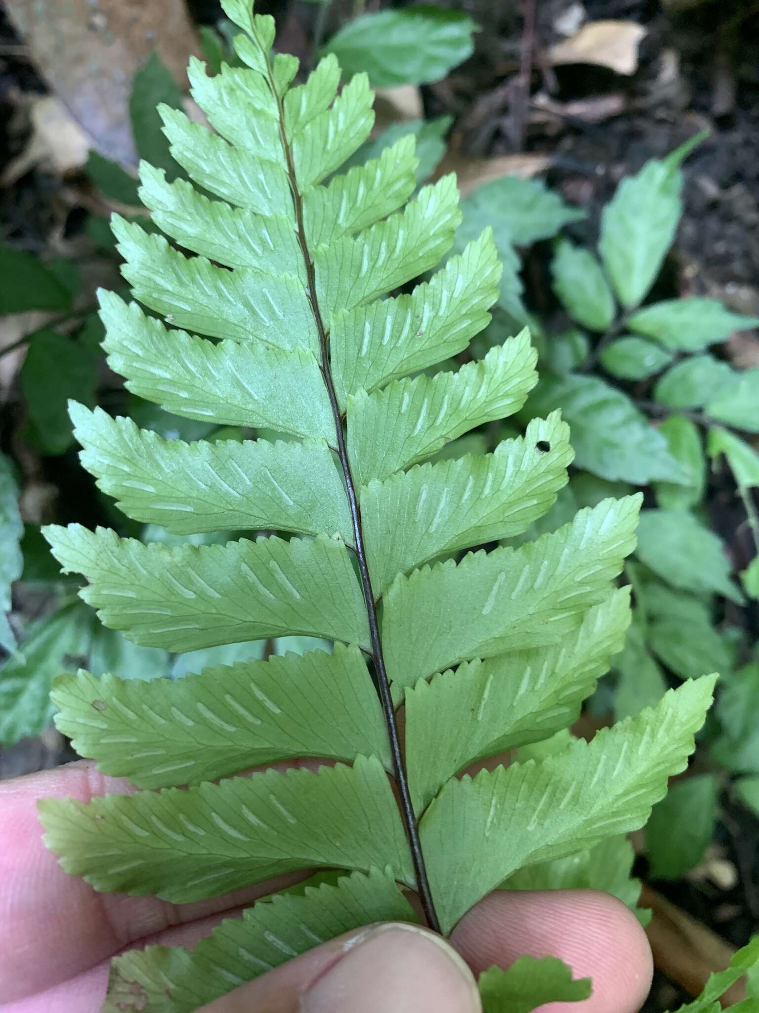 Hymenasplenium excisum (C. Presl) S. Linds. resmi