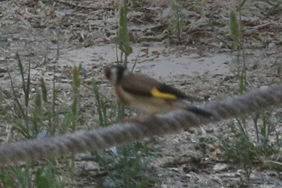 Image of Carduelis carduelis balcanica Sachtleben 1919