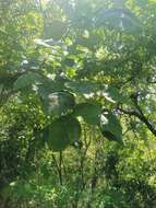 Image of Jatropha peltata Sessé