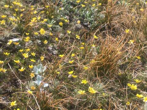 Image of Ranunculus gracilipes Hook. fil.