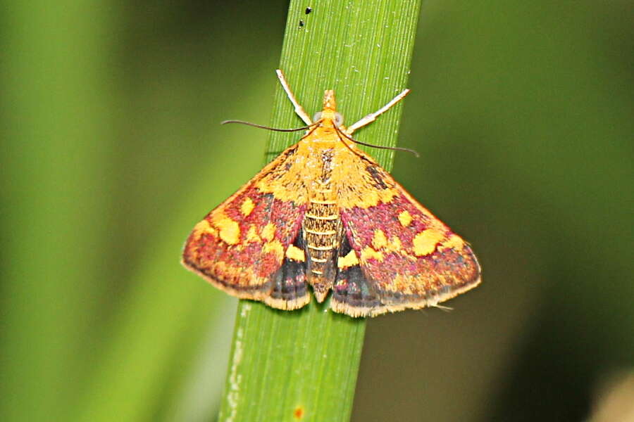 Image of Mint moth