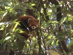 Image of Ailurus fulgens styani Thomas 1902