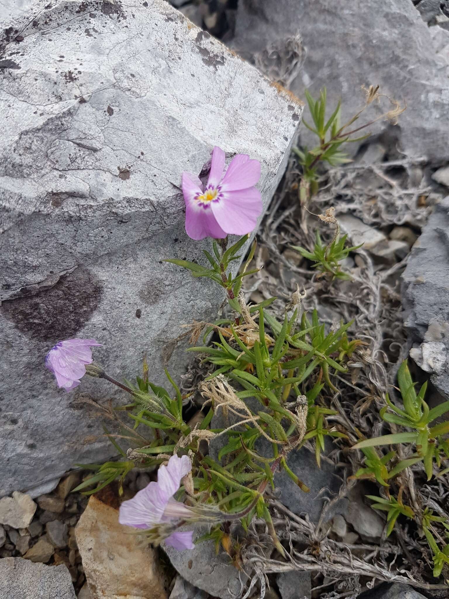 Imagem de Phlox richardsonii subsp. alaskensis (Jordal) Wherry