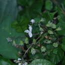 Image of Plectranthus lucidus (Benth.) van Jaarsv. & T. J. Edwards