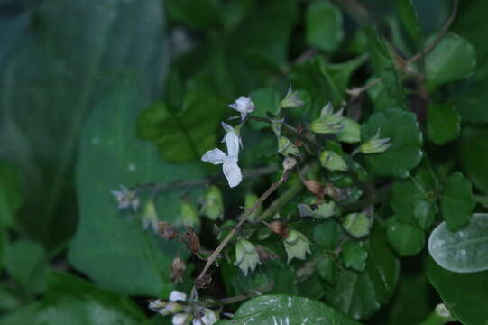 Слика од Plectranthus lucidus (Benth.) van Jaarsv. & T. J. Edwards