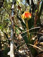 Image of Clivia nobilis Lindl.