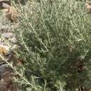 Image of Artemisia taurica