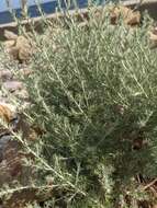 Image of Artemisia taurica