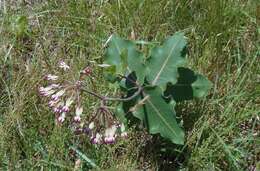 Imagem de Asclepias amplexicaulis Sm.