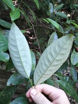 Image of Myristica globosa Warb.