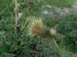 Plancia ëd Cirsium bertolonii Spreng.