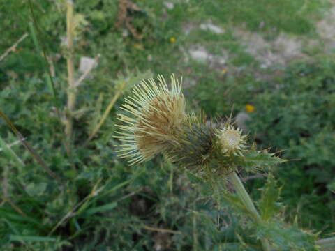 Image of Cirsium bertolonii Spreng.