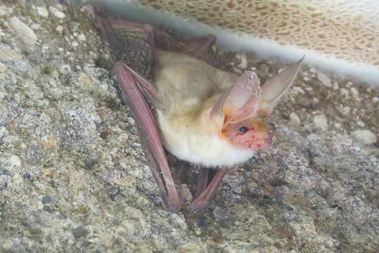 Image of pallid bat