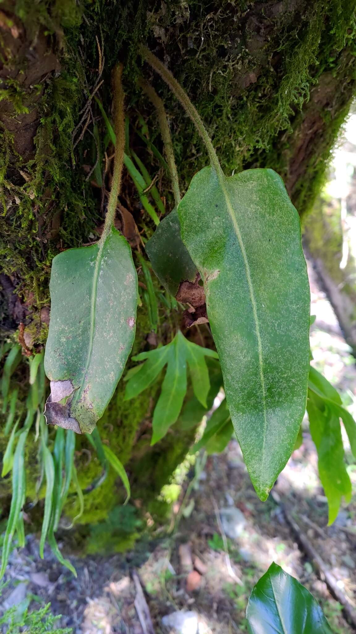 Image of Pyrrosia sheareri (Bak.) Ching