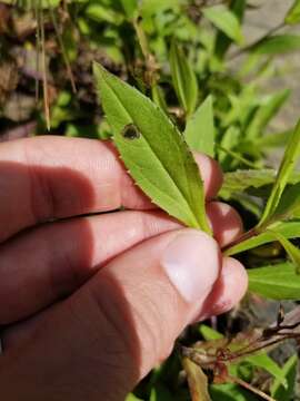 Image of Arnica lanceolata subsp. prima (Maguire) Strother & S. J. Wolf