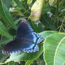 Image of Limenitis arthemis astyanax (Fabricius 1775)