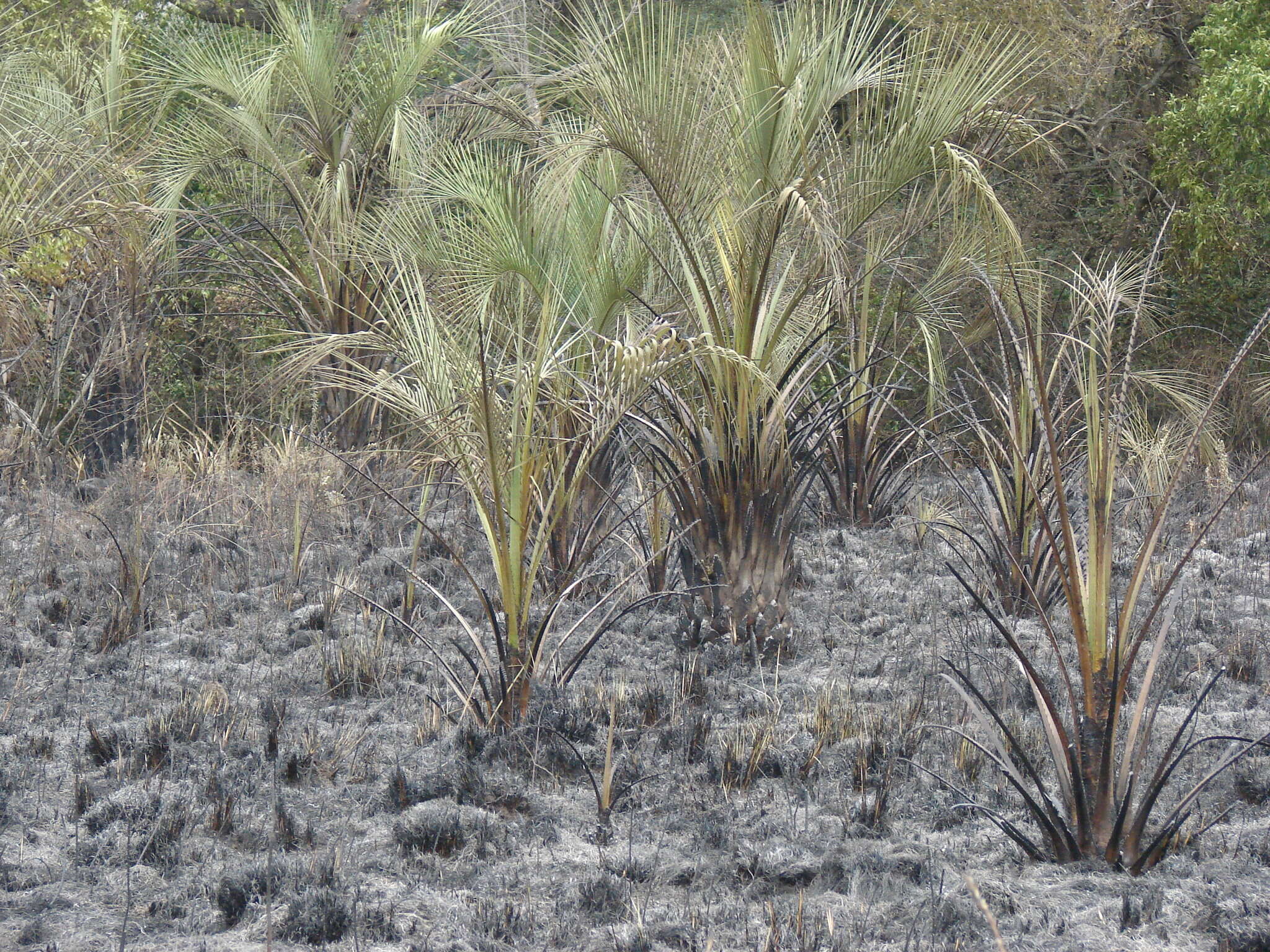 Image of Yatay palm